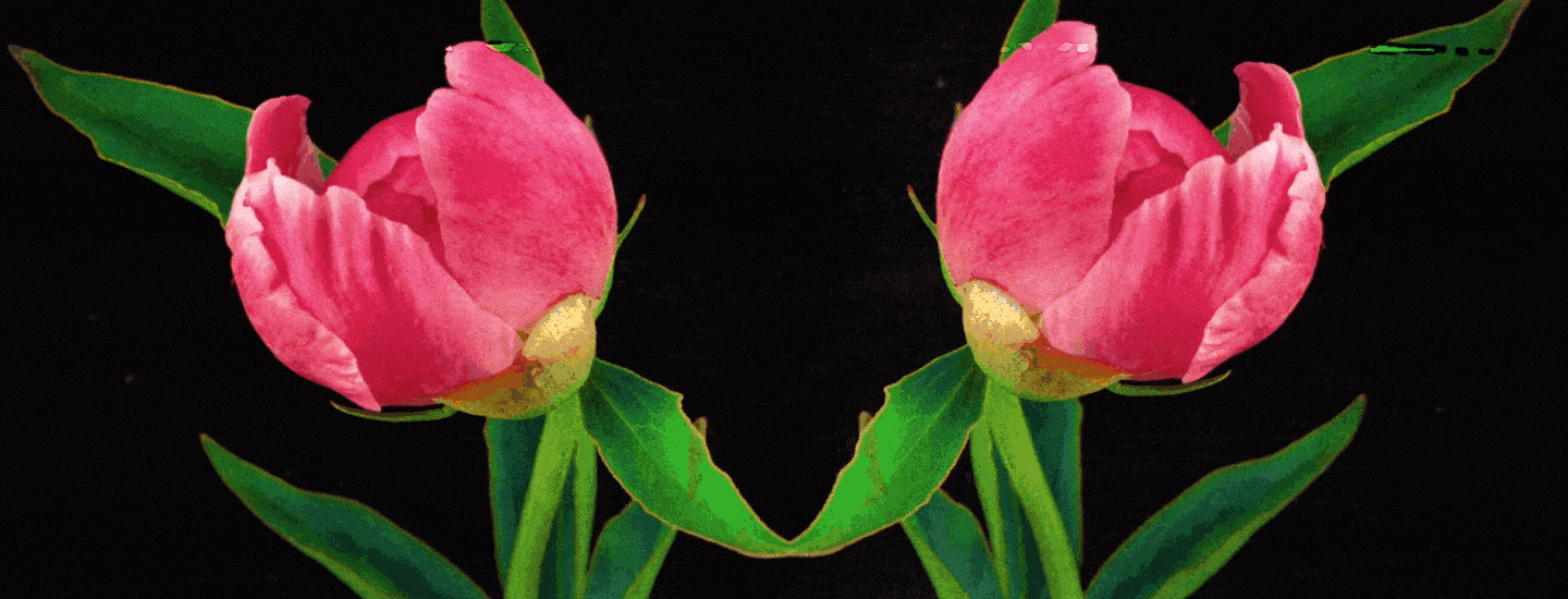 Design Assembly animated gif 03